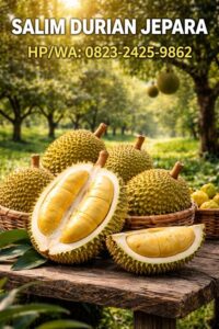 Jual durian jepara dan durian petruk jepara. Info pemesanan, HP/WA: 0823-2425-9862.